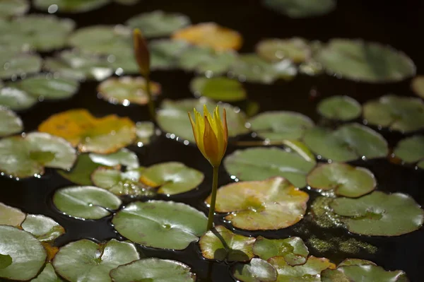 Natürlicher Makrofloraler Hintergrund Mit Blühenden Gelben Seerosen — Stockfoto