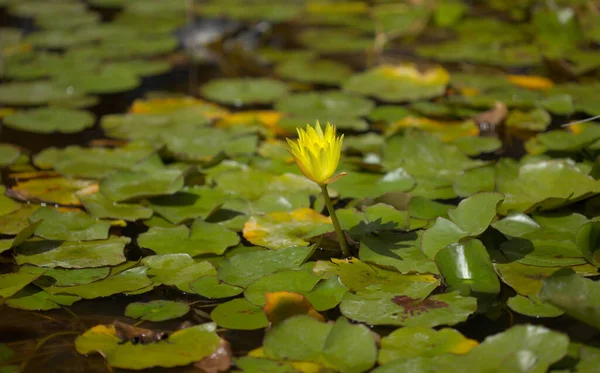 Натуральный Макро Цветочный Фон Цветущей Желтой Водянистой Лилилией — стоковое фото
