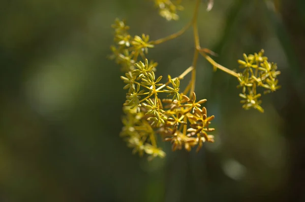 Flora Gran Canarii Bupleurum Salicifolium Naturalne Tło Makrokwiatowe — Zdjęcie stockowe