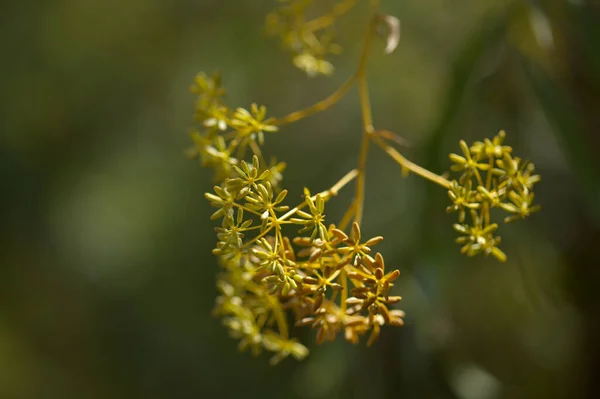 Flora Gran Canaria Bupleurum Salicifolium Fundo Floral Macro Natural — Fotografia de Stock