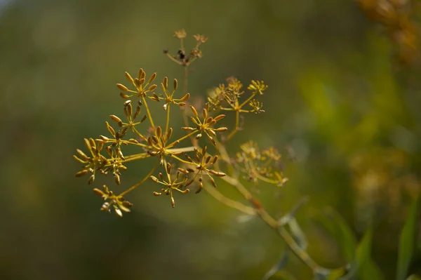 Флора Гран Канария Bupleurum Salicifolium Натуральный Макрофлористический Фон — стоковое фото