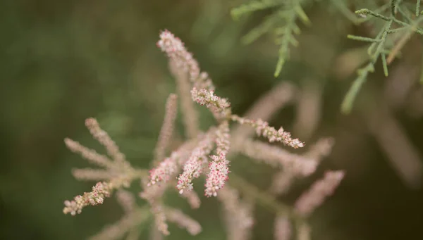 Flore Gran Canaria Inflorescences Petites Fleurs Roses Tamarix Canariensis Plante — Photo