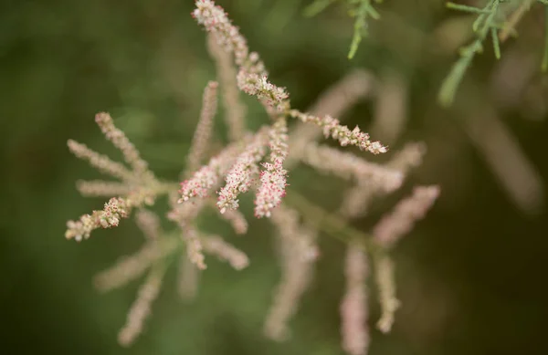 ฟลอร าของกรานคานาเร อดอกของดอกไม ชมพ ขนาดเล กของ Tamarix Canariensis Endemic เกาะคานาร — ภาพถ่ายสต็อก