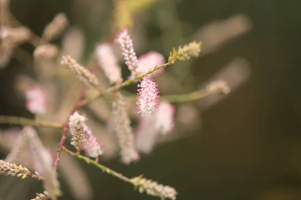 グラン カナリアの花 タマリクス カナリアエンシスの小さなピンクの花の花序 カナリア諸島特有の植物 自然のマクロな花の背景 — ストック写真