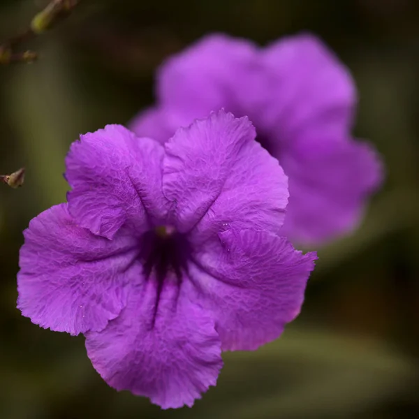 Flowering Ruellia Simplex Aka Mexican Bluebell Natural Macro Floral Background — Stock Photo, Image