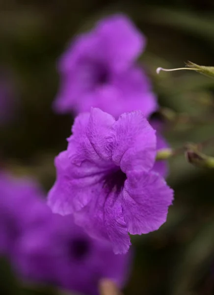 Blommande Ruellia Simplex Aka Mexikanska Bluebell Naturlig Makro Blommig Bakgrund — Stockfoto