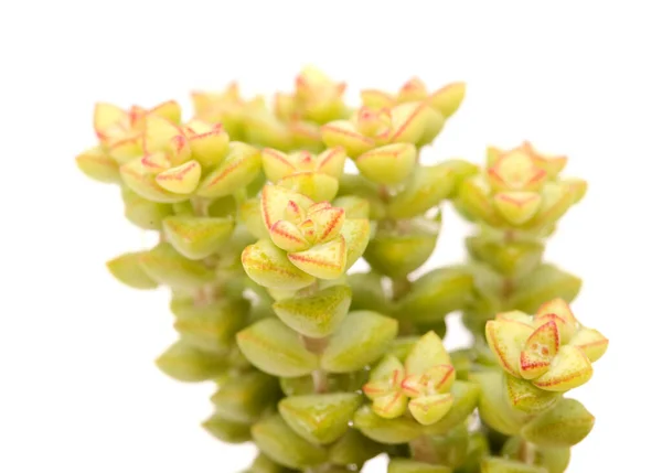 Pequeña Suculenta Crassula Marnierana Nombre Común Collar Jade Aislado Blanco — Foto de Stock