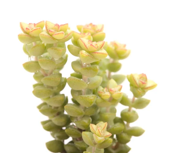 Small Succulent Crassula Marnierana Common Name Jade Necklace Isolated White — Stock Photo, Image