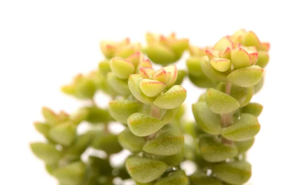 小さな多肉植物Crassula Marnierana 一般名ジェイドネックレス 白に隔離 — ストック写真