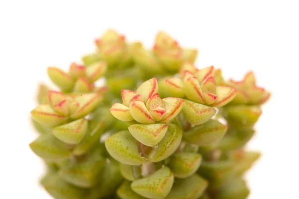 Small Succulent Crassula Marnierana Common Name Jade Necklace Isolated White — Stock Photo, Image