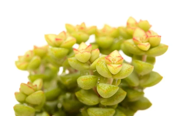 Kleine Sukkulente Crassula Marnierana Gebräuchlicher Name Jade Halskette Isoliert Auf — Stockfoto