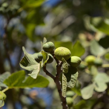 Büyük Kanarya Bahçesi - İncir meyvesi olgunlaştırma, doğal makro çiçekli arka plan