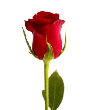 Beyaz arkaplanda izole edilmiş güzel koyu kırmızı gül 