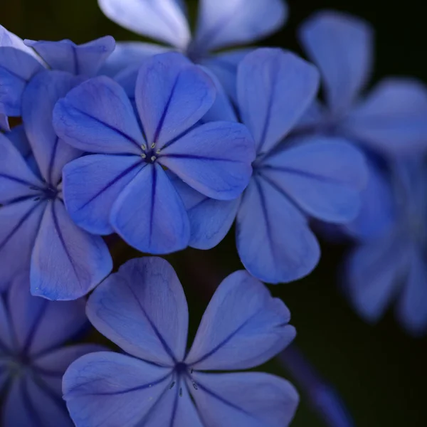 Floraison Bleu Plumbago Auriculata Cap Plomb Naturel Macro Fond Floral — Photo