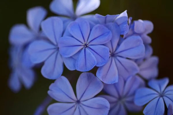 Flowering Blue Plumbago Auriculata Cape Leadwort Natural Macro Floral Background — Stock Photo, Image