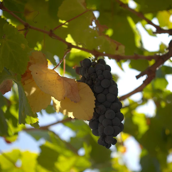 Vinařství Gran Canaria Zrání Tmavých Hroznů Přírodní Makrokvětinové Pozadí — Stock fotografie