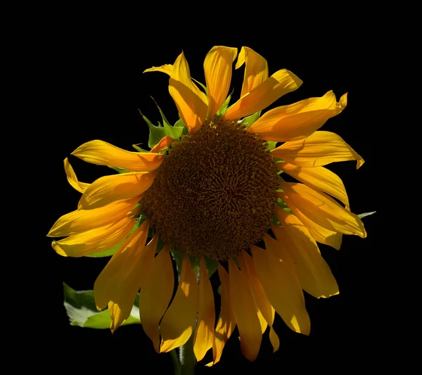 Helianthus Annuus Den Gemensamma Solrosen Isolerad Svart Bakgrund — Stockfoto