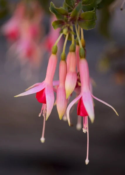 Pink Flowering Fuchsia Natural Macro Floral Background — Stock Photo, Image