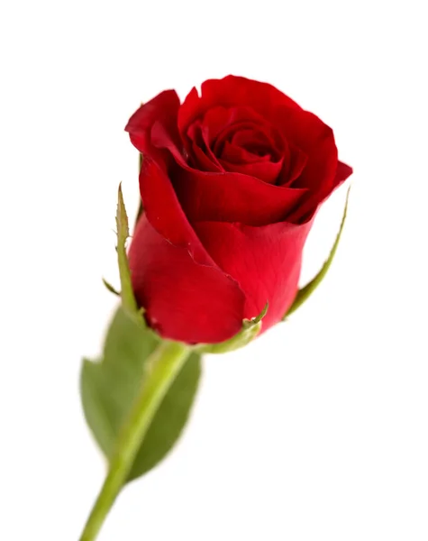Piękna Ciemnoczerwona Róża Izolowana Białym Tle — Zdjęcie stockowe