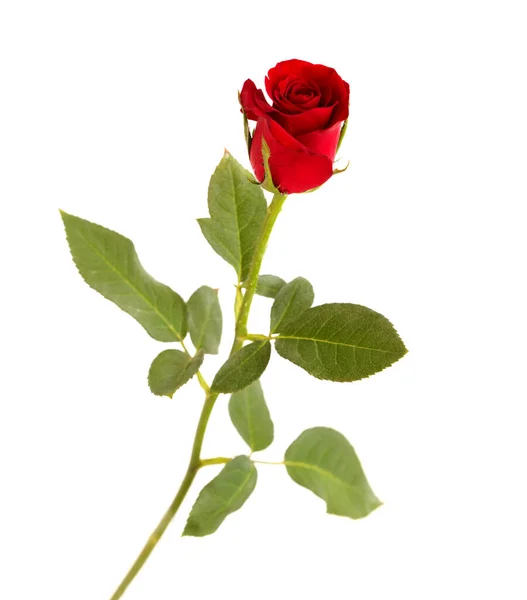 Bella Rosa Rossa Scura Isolata Sfondo Bianco — Foto Stock