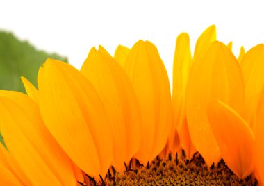 Helianthus Annuus, yaygın ayçiçeği, beyaz arka planda izole edilmiş.