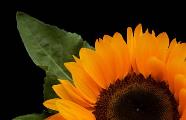 Helianthus Annuus, yaygın ayçiçeği, siyah arka planda izole edilmiş.