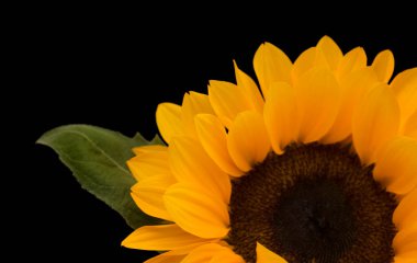 Helianthus Annuus, yaygın ayçiçeği, siyah arka planda izole edilmiş.