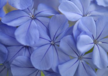 Çiçekli mavi Plumbago auriculata, Pelerin Leadwort doğal makro çiçek arkaplanı