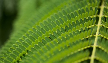 Delonix rejiminin yaprakları ya da gösterişli, doğal makro çiçek arkaplanı.