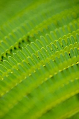 Delonix rejiminin yaprakları ya da gösterişli, doğal makro çiçek arkaplanı.