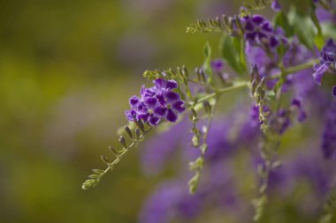 Çiçekli mavi Duranta ereksiyon, gökyüzü çiçeği, doğal makro çiçekli arka plan