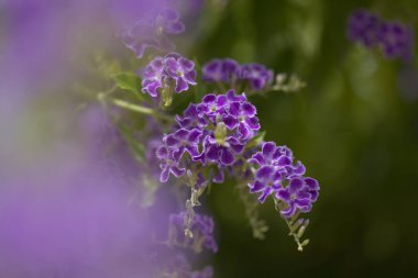 Çiçekli mavi Duranta ereksiyon, gökyüzü çiçeği, doğal makro çiçekli arka plan