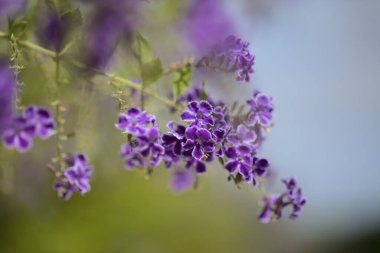 Çiçekli mavi Duranta ereksiyon, gökyüzü çiçeği, doğal makro çiçekli arka plan