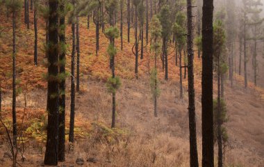 Gran Canaria 'dan Flora - Pinus kanarya, ateşe dayanıklı kanarya çamı, orman yangınından sonra iyileşebiliyor, doğal makro çiçekli arka plan