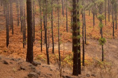Gran Canaria 'dan Flora - Pinus kanarya, ateşe dayanıklı kanarya çamı, orman yangınından sonra iyileşebiliyor, doğal makro çiçekli arka plan