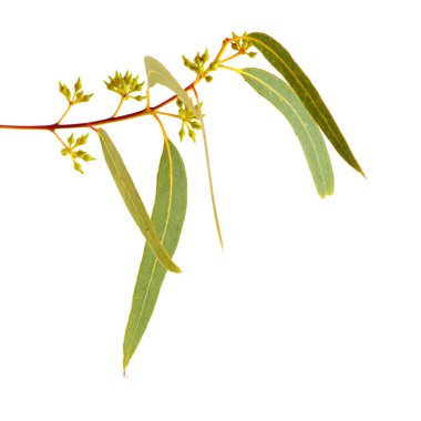 Gran Canaria 'dan Flora - Okaliptüs Camaldulensis, beyaz arka planda izole edilmiş türler