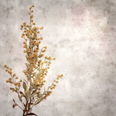 Artemisia thuscula, Wormwood Kanarya Adaları 'na özgü eski kağıt kare arka planı