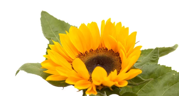 Helianthus Annuus Common Sunflower Isolated White Background — Stock Photo, Image