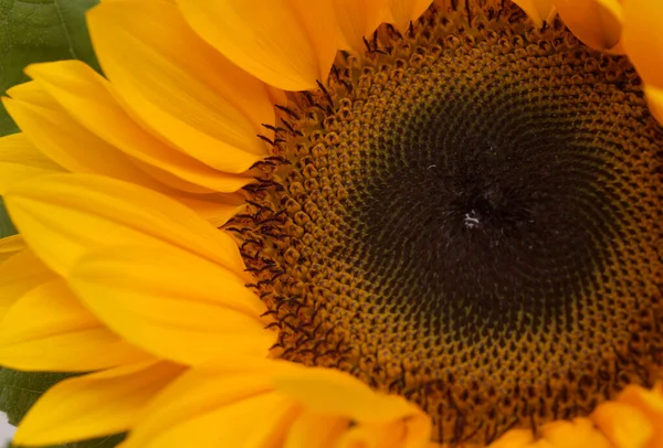 Helianthus Annuus Common Sunflower Isolated White Background — Stock Photo, Image