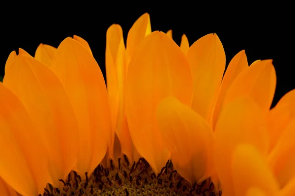 Helianthus Annuus Common Sunflower Isolated Black Background — Stock Photo, Image