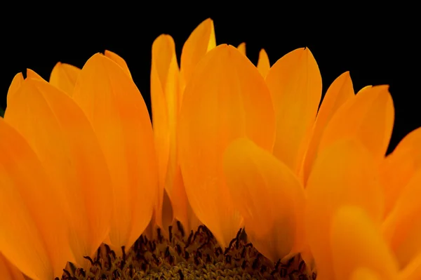 Helianthus Annuus Girassol Comum Isolado Sobre Fundo Preto — Fotografia de Stock