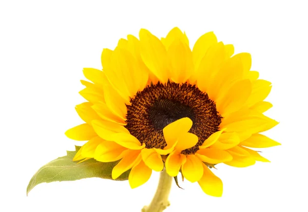 Helianthus Annuus Den Gemensamma Solrosen Isolerad Vit Bakgrund — Stockfoto