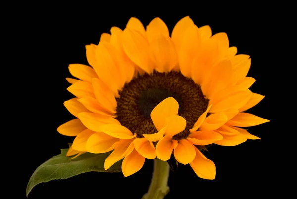 Helianthus Annuus Tournesol Commun Isolé Sur Fond Noir — Photo