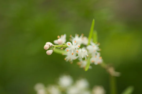 Pequenas Flores Brancas Asparagus Densiflorus Samambaia Aspargos Fundo Floral Macro — Fotografia de Stock