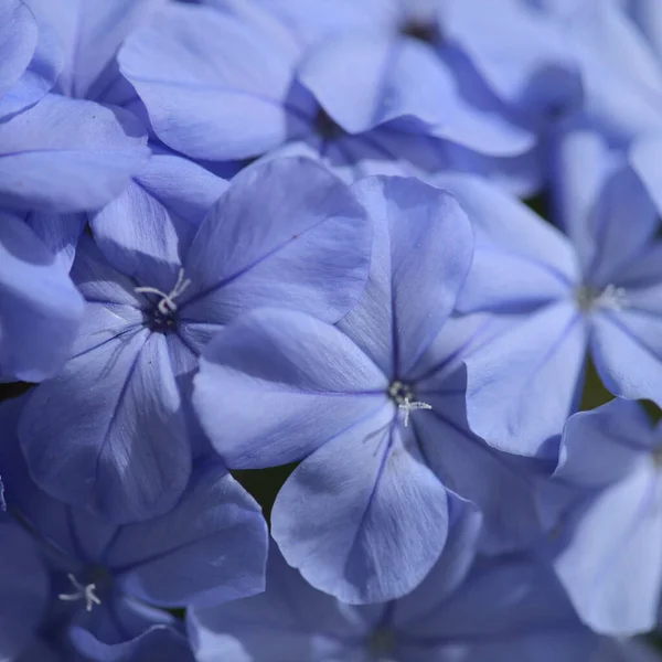 Fioritura Blu Plumbago Auriculata Mantello Leadwort Naturale Macro Sfondo Floreale — Foto Stock