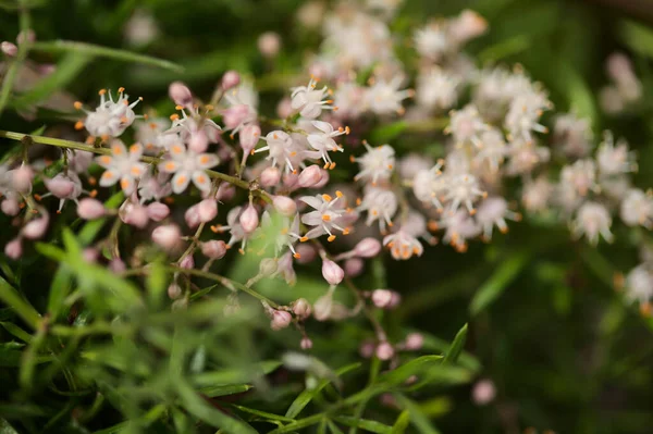 Kleine Witte Bloemen Van Asperges Densiflorus Aspergevaren Natuurlijke Macro Bloemenachtergrond — Stockfoto