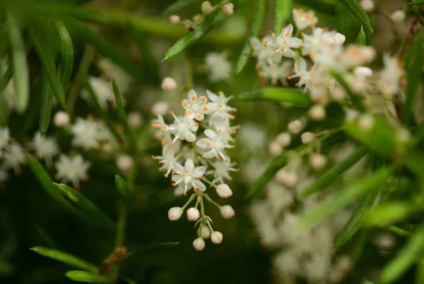 Pequenas Flores Brancas Asparagus Densiflorus Samambaia Aspargos Fundo Floral Macro — Fotografia de Stock