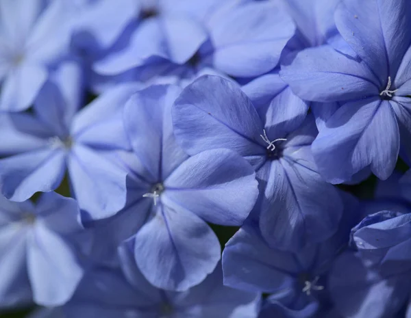 Flowering Blue Plumbago Auriculata Cape Leadwort Natural Macro Floral Background — Stock Photo, Image