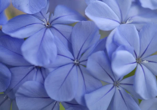 Цветущие Голубые Plumbago Auriculata Мыса Свинцового Сусла Природного Макроцветочного Фона — стоковое фото