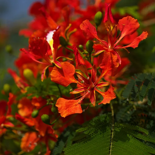 Floración Delonix Regia Extravagante Fondo Macro Floral Natural —  Fotos de Stock